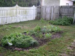 garden, autumn