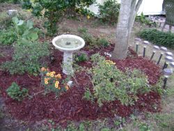 garden, birdbath