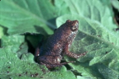 toads, gardening